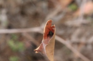 leaf-curling-spider-inside-curled-leaf