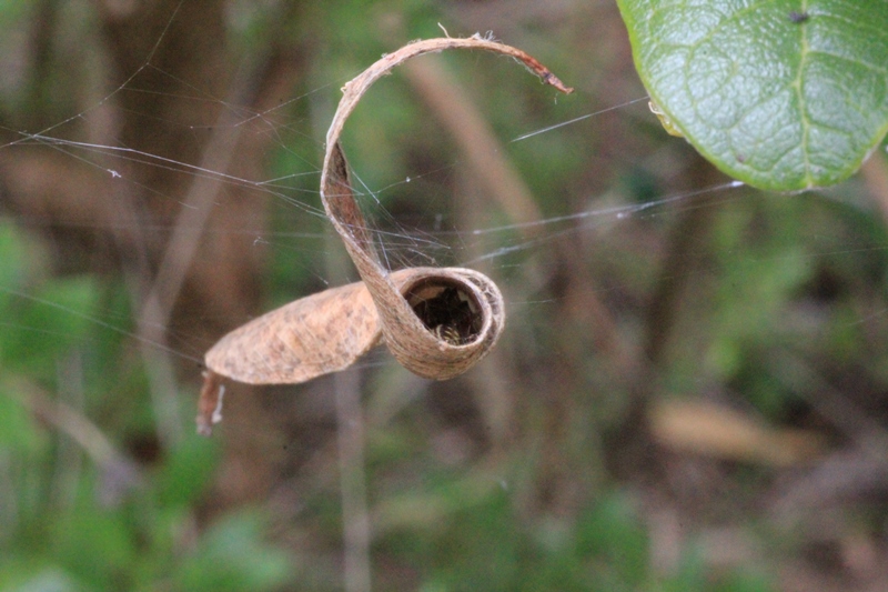 Leaf-Curl_Spider_web