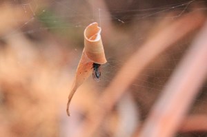Leaf-Curl_Spider_web