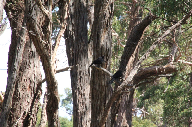 White-Winged-Chough