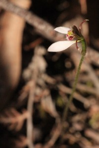 wild-Parsons-Bands-Orchid-with-bracken-background