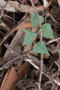 Common-flat-pea-plant-growing-in-bushland-with-bracken=in-background