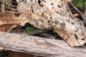 tiny-common-heath-plants-emerging-from-beneath-dry-leaves.