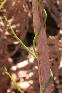 Twining-fringe-lily-plant-twining-around-a-bracken-stem.