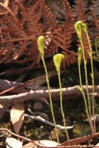 unidentified-greenhoods-illuminated-by-mid-day-sun,