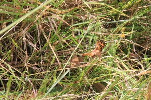 Sequence-orb-weaving-spider-wrapping-butterfly-in-web