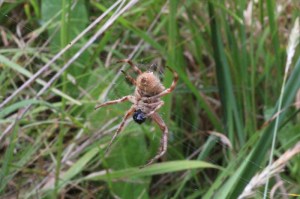 Sequence-orb-weaving-spider-wrapping-butterfly-in-web