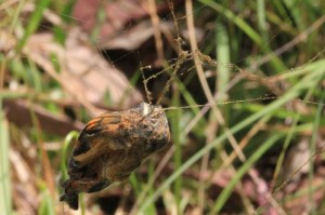 Sequence-orb-weaving-spider-wrapping-butterfly-in-web