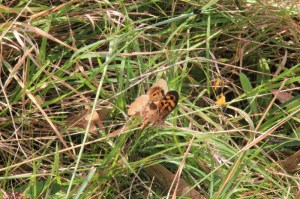 Sequence-orb-weaving-spider-wrapping-butterfly-in-web