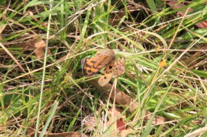 Sequence-orb-weaving-spider-wrapping-butterfly-in-web