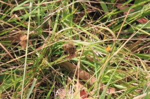 Sequence-orb-weaving-spider-wrapping-butterfly-in-web