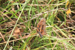 Sequence-orb-weaving-spider-wrapping-butterfly-in-web