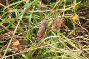 Sequence-orb-weaving-spider-wrapping-butterfly-in-web