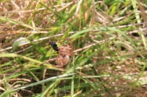 Sequence-orb-weaving-spider-wrapping-butterfly-in-web