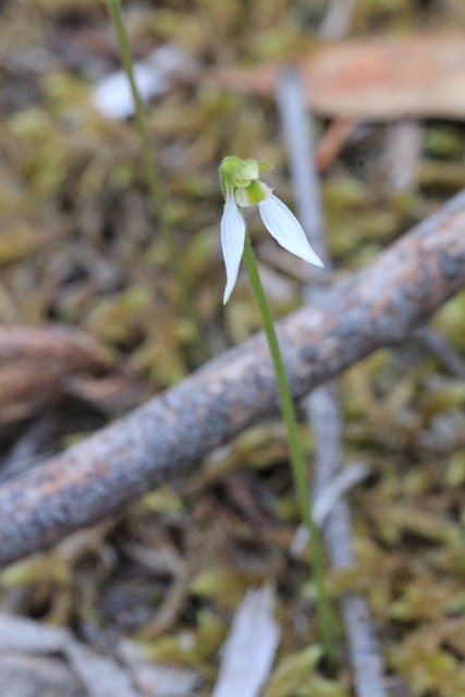 possibly-the-green-form-of parsons-bands-orchid
