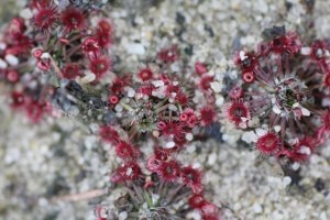 Tiny-Sundew-plants-growing-in-sand