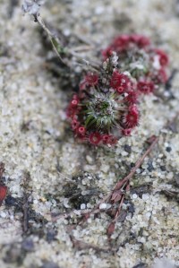 Tiny-sundew-plant-with-bud-about-to-open