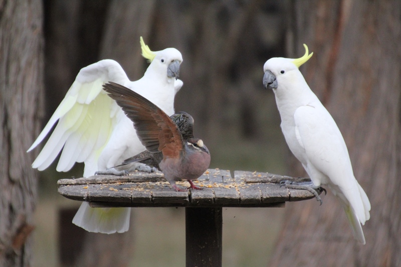 Common-Bronzewing-Pigeon-and-Sulphur-Crested-Cockatoo-showing-underside-of wings