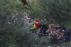 eastern-rosella-investigating-native-plant-garden
