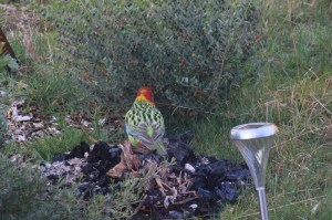 Eastern-Rosella-with-eremophila-maculata-plant