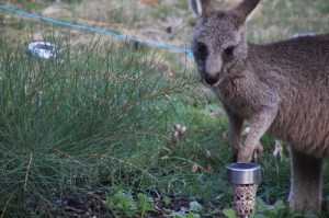joey-in-the-garden-investigating-a-hakea-bush