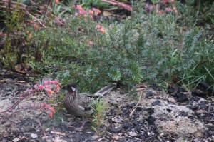 Red-wattlebird-feeding-from-succulent-lowers