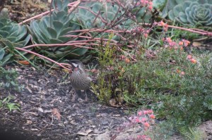Red-wattlebird-with-succulent -flowers