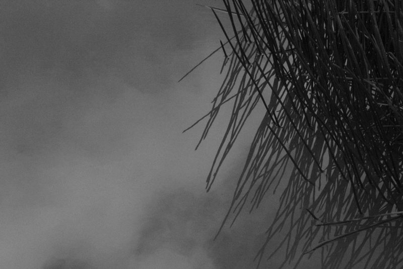 black-and-white-image-of-clouds-refelcted-on-water-along-with-sedge