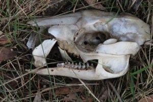unidentified-skull-laying-on-ground