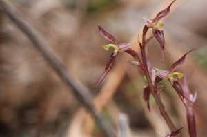 Small-mosquito-orchid-flowers-open-at different-angles