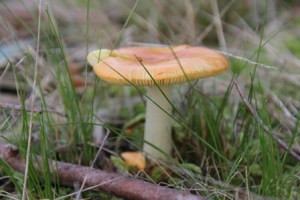Unidentified-fungi-in-central-victoria