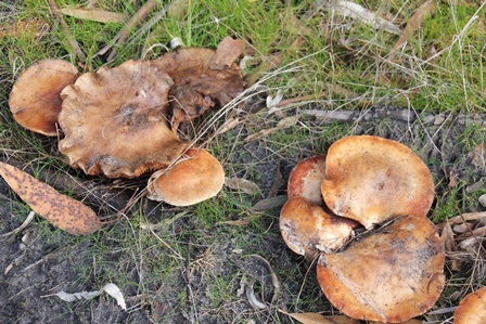 Unidentified-fungi-in-central-victoria