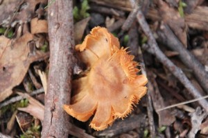 Unidentified-fungi-in-central-victoria
