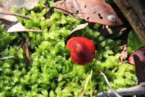 Unidentified-fungi-in-central-victoria