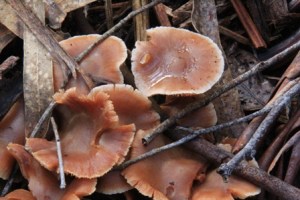 Unidentified-fungi-in-central-victoria