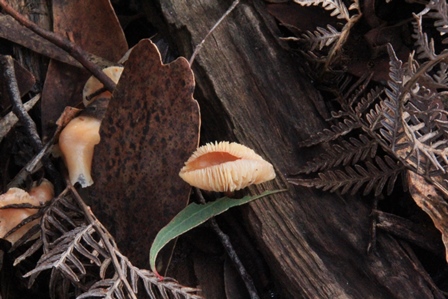 Unidentified-fungi-in-central-victoria
