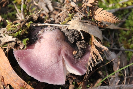 Unidentified-fungi-in-central-victoria
