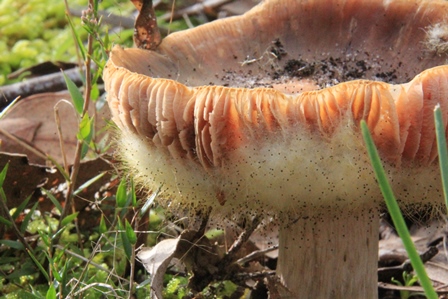 Unidentified-fungi-in-central-victoria