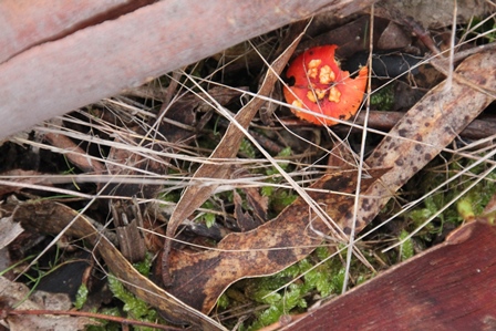 Unidentified-fungi-in-central-victoria
