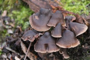 Unidentified-fungi-in-central-victoria