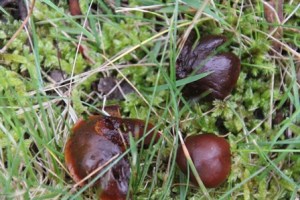Unidentified-fungi-in-central-victoria