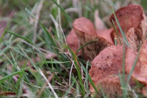 Unidentified-fungi-in-central-victoria