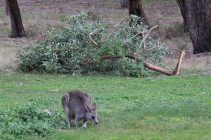 kangaroo-grazes-in-front-of-fallen-branch