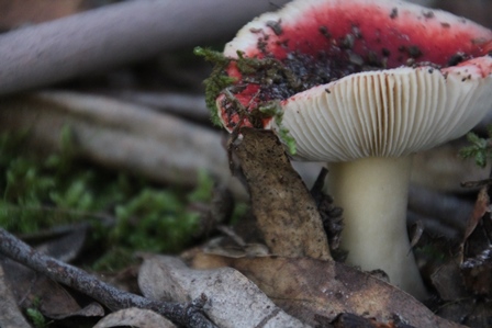 red-and-white-fungi