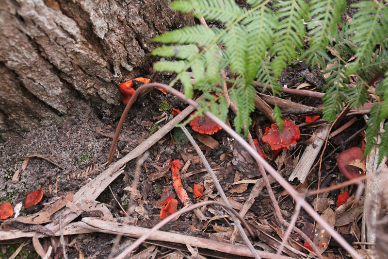 red-fungi-growing-at-base-of-a-tree