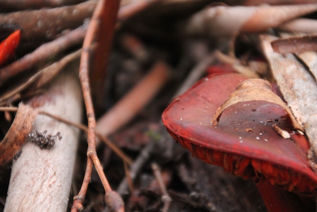 top-of-red-fungus- showing-bracken