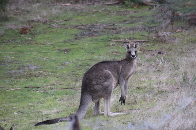 alpha-male-kangaroo