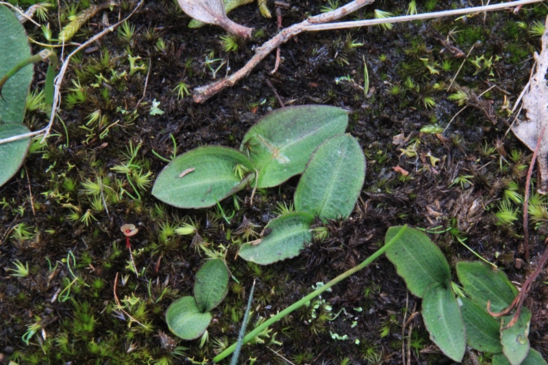 A Second Pair of Eyes (or three, or&nbsp;four)