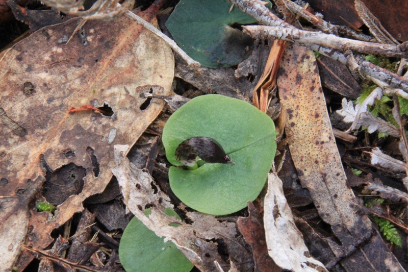 Here Come the Helmet&nbsp;Orchids