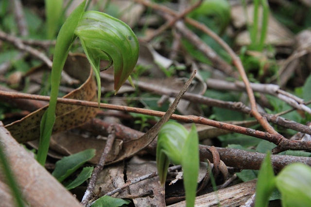 Inspired by the Ballarat Field&nbsp;Naturalists